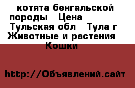котята бенгальской породы › Цена ­ 10 000 - Тульская обл., Тула г. Животные и растения » Кошки   